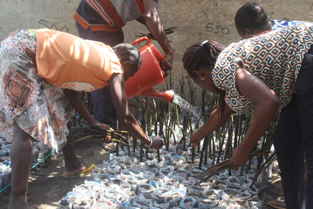 5. putting propagules in polypots